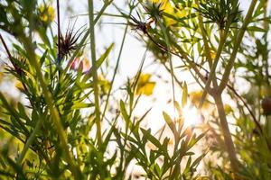 sfocato di foglie e fiori del cosmo con la luce del sole nel giardino. foto