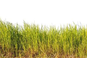 erba verde isolata su sfondo bianco con tracciato di ritaglio. foto