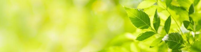 natura della foglia verde in giardino in estate. foglie verdi naturali piante utilizzando come sfondo primaverile copertina verde ambiente ecologia carta da parati foto