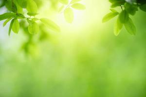 natura della foglia verde in giardino in estate. foglie verdi naturali piante utilizzando come sfondo primaverile copertina verde ambiente ecologia carta da parati foto