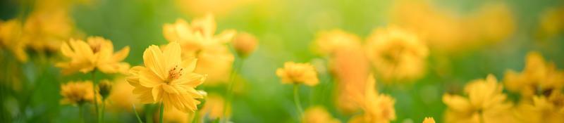 natura del fiore in giardino utilizzando come sfondo della pagina di copertina carta da parati flora naturale o design della pagina di destinazione dell'opuscolo modello foto