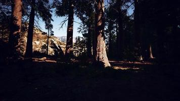 albero di sequoia nel parco nazionale di Yosemite foto