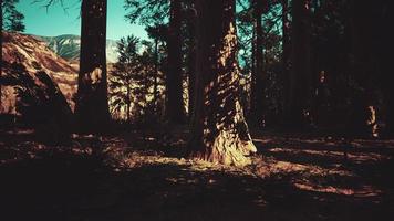 albero di sequoia nel parco nazionale di Yosemite foto