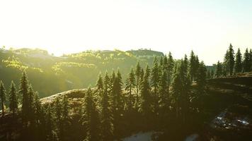 bellissimo boschetto di alberi alpini con fumo di incendi al tramonto foto