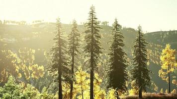 valle di montagna con pineta contro le creste lontane foto