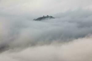 foresta nebbiosa mattina foto