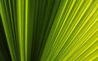 sfondo della natura della foglia di palma foto