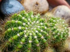 cactus verde con gocce d'acqua in un vaso per piante con vista ravvicinata foto