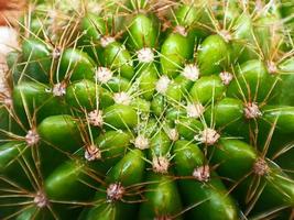 cactus verde con gocce d'acqua con vista ravvicinata foto