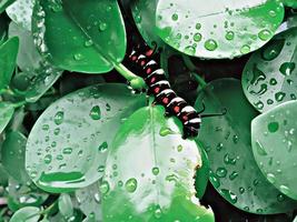 il bruco reale su una foglia verde bagnata sta mangiando una foglia foto