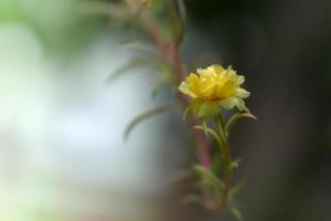 fuoco selezionato fiore giallo portulaca foto