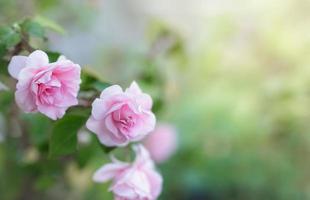 fiore rosa rosa in un giardino. foto
