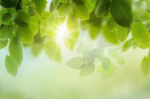 primo piano bella vista della natura foglie verdi su sfondo sfocato albero verde con luce solare