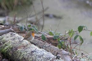 pettirosso in piedi su un tronco coperto di gelo in inverno foto