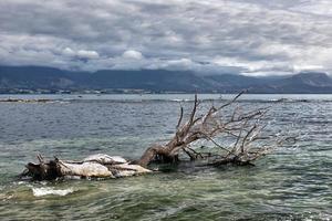 albero morto nell'acqua nella baia di kiakoura foto