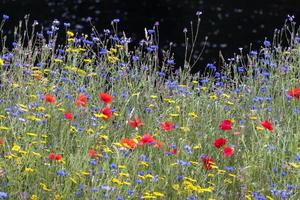 fiori selvatici che crescono lungo la riva del fiume dee vicino a berwyn foto