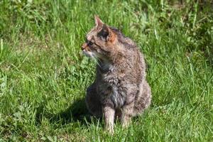 primo piano di un gatto selvatico europeo foto