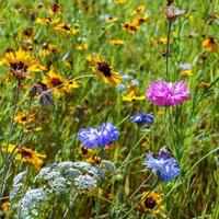 fiori selvatici in un giardino all'inglese foto