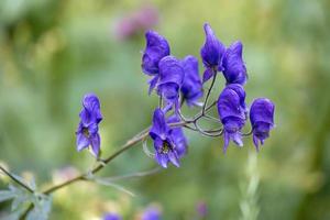 acontium o wolfsbane o cappa dei monaci che crescono spontaneamente nel parco naturale di paneveggio pale di san martino a tonadico, trentino, italia foto