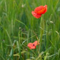 papaveri che fioriscono in un campo nel Galles di Bettisfield foto