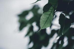 foglie verdi foglie naturali occhi a forma di cuore. bei colori verdi confortevoli. foto