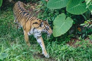 tigre di Sumatra nella foresta foto