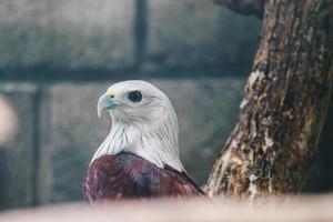 aquilone bramino o elang bondol. uccello rapace. foto