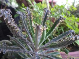 fiore di pianta selvatica foto