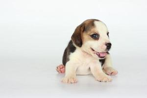 il beagle è stato sviluppato principalmente per la caccia alla lepre. possedere un grande senso dell'olfatto e un istinto di tracciamento superiore. c'è spazio per la copia del testo. i beagle hanno un naso eccellente. foto