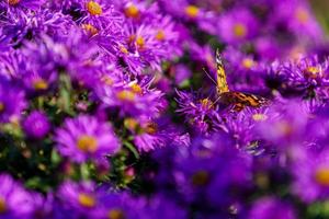 primo piano di un bellissimo sfondo di fiori rosa foto