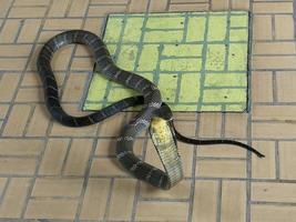 un cobra reale in bianco e nero che si allunga intorno al collo del cappuccio per prepararsi all'attacco. foto