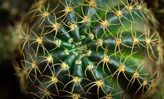 foto ravvicinata l'apice della pianta di cactus ha spine lunghe e ricurve sulla cresta dello stelo. gruppo di spine di cactus