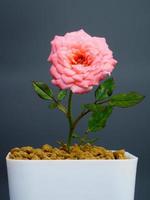 rose antiche di colore rosa in un piccolo vaso di argilla marrone con raggio di luce che brilla dall'alto. sfondo scuro foto