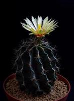 i fiori stanno sbocciando. cactus, giallo, quasi arancione, cactus hamoto, che fiorisce in cima a una pianta lunga e appuntita ad arco che circonda uno sfondo nero, che brilla dall'alto. foto