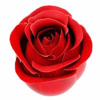 rosa rossa senza steli e foglie isolati su sfondo bianco foto