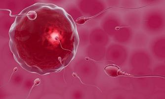 lo sperma è diretto verso l'uovo. fare l'accoppiamento umano. un modello di pre-fecondazione tra un ovulo e uno spermatozoo. rendering 3D foto