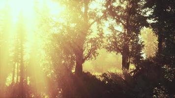 foresta di faggi illuminata da raggi di sole attraverso la nebbia foto