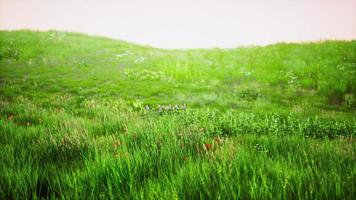 bellissimo campo di prato con erba fresca foto