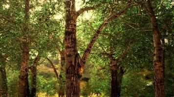 mattina nebbiosa nel bosco foto