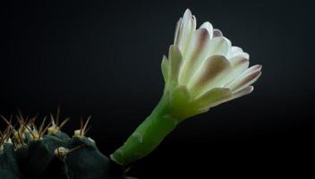 i fiori stanno sbocciando. cactus, fiore di gymnocalycium bianco e verde tenue, che sboccia in cima a una pianta appuntita lunga e arcuata che circonda uno sfondo nero, che brilla dall'alto. foto