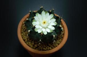 i fiori stanno sbocciando. cactus, fiore di gymnocalycium bianco e verde tenue, che sboccia in cima a una pianta appuntita lunga e arcuata che circonda uno sfondo nero, che brilla dall'alto. foto