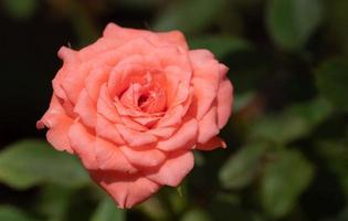 roselline, cultivar, rosmarino, rosa antico, in vasetti, giardino di casa, sfondo sfocato con foglie. foto