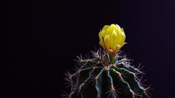 i fiori stanno sbocciando. cactus, giallo, quasi arancione, cactus hamoto, che fiorisce in cima a una pianta lunga e appuntita ad arco che circonda uno sfondo nero, che brilla dall'alto. foto