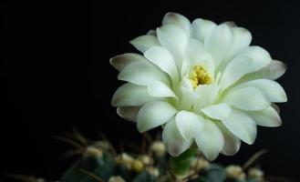 i fiori stanno sbocciando. cactus, fiore di gymnocalycium bianco e verde tenue, che sboccia in cima a una pianta appuntita lunga e arcuata che circonda uno sfondo nero, che brilla dall'alto. foto