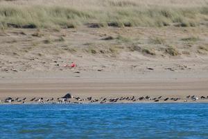 foca grigia halichoerus grypus marlough beach irlanda del nord regno unito foto