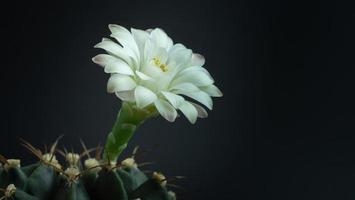 i fiori stanno sbocciando. cactus, fiore di gymnocalycium bianco e verde tenue, che sboccia in cima a una pianta appuntita lunga e arcuata che circonda uno sfondo nero, che brilla dall'alto. foto