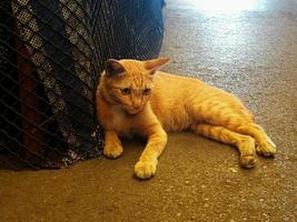 il gatto arancione-marrone con un campanello rosso nel colletto sdraiato sul pavimento di cemento. guardando qualcosa di interessante foto