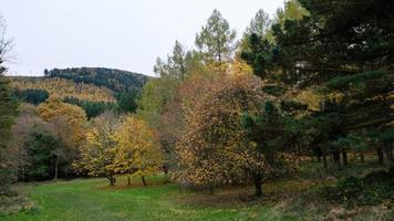 parco forestale di tollymore irlanda del nord, regno unito foto