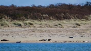 foca grigia halichoerus grypus marlough beach irlanda del nord regno unito foto