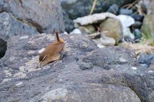 Scricciolo eurasiatico troglodytes troglodytes porto di pormuck irlanda del nord regno unito foto